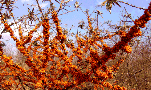 內(nèi)蒙古生態(tài)治理