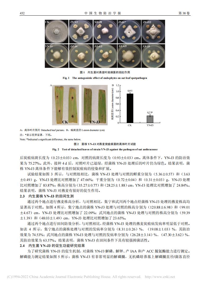 燕麥內(nèi)生細(xì)菌YN-J3的分離鑒定及防病促生作用研究_王海霞_05.jpg