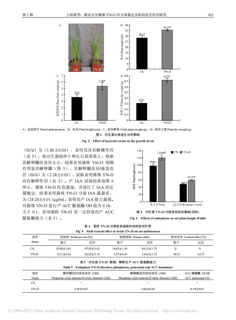 燕麥內(nèi)生細(xì)菌YN-J3的分離鑒定及防病促生作用研究_王海霞_06.jpg