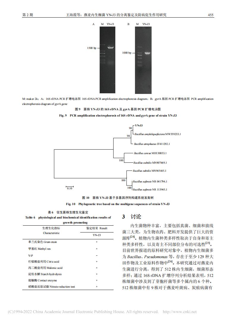 燕麥內(nèi)生細(xì)菌YN-J3的分離鑒定及防病促生作用研究_王海霞_08.jpg